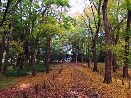 都立小金井公園の画像（西東京エリア）